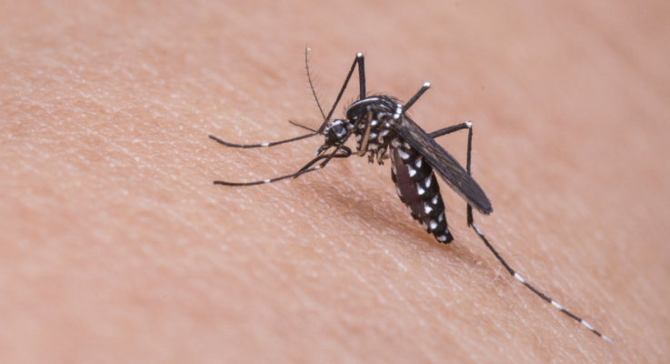 With Cases Increasing, Belmont At ‘High Risk’ Of West Nile Virus